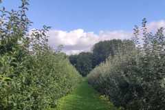 IMG-20211020-WA0008